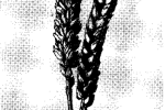 Zeeuwse (v.a. 1860)